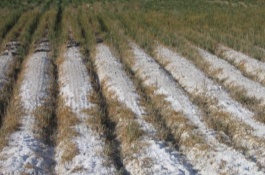 土壤酸化的原因，会改变土壤性质、影响作物吸收水分以及微生物的活性