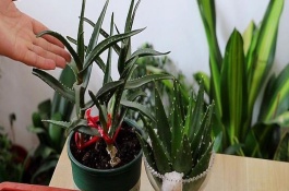盆栽芦荟多久浇一次水，要提前一星期左右对植株浇水一次