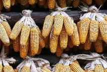 西南玉88玉米栽培技术要点，中抗锈病