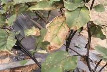 茄子枯萎病症状特征，发病初期用药剂灌根