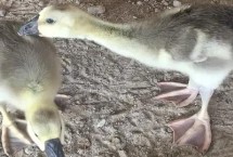 鹅脚关节肿胀发热的原因，病毒性关节炎会导致鹅无法站立