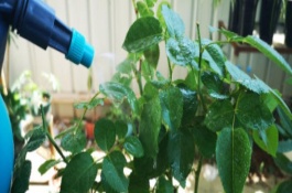 怎么用草木灰防治花卉上面的病虫害，氧化乐果、吡虫啉可供选择