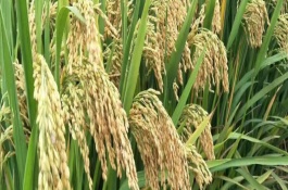 吉优航1573水稻栽培技术要点，大田用种量每亩1.5公斤