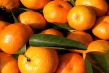 沙糖桔运输保存方法，前者颜色偏红且色泽更加亮