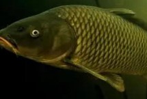 螺鲤123号哪种钓鲤鱼效果好，是常用的商品饵料