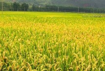 滇禾优801水稻栽培技术要点，粳型三系杂交水稻品种