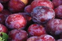 李子什么时候成熟，常见的有爱琴李、安哥诺、黑宝石李等