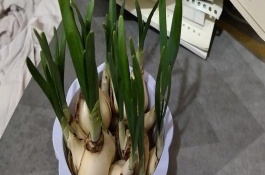 水仙花徒长怎么办，可能是缺少光照或养分不足所致