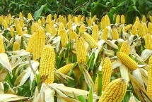 民沣66玉米栽培技术要点，播种时采用等行距60厘米