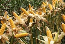 强盛190玉米栽培技术要点，适宜播期4月下旬至5月初