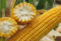 利禾2026玉米栽培技术要点，中抗茎腐病