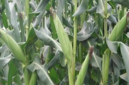 先达202玉米栽培技术要点，播种量3-3.5公斤／亩