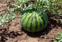 8424西瓜种植技术，单瓜大约重4-7千克