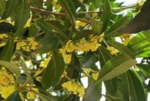 桂花树常见分类和品种，通常指秋分