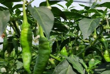 樟树港辣椒种植技术，是湖南湘阴产的樟树港辣椒