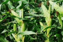 成玉933玉米栽培技术要点，平均生育期101.7天