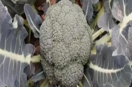 西兰花的种植方法，不能水培
