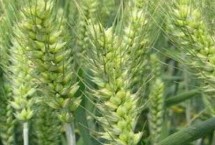 轮选1658小麦栽培技术要点，半冬性品种