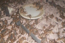 蝎子冬天怎么过冬，可以池养也可以箱养