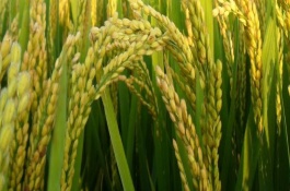 嘉早311(原名:Z04-311)水稻栽培技术要点，做好白叶枯病防治