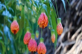 悬铃花是多年生吗，在春秋季节栽种为佳