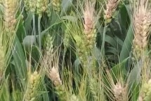 济黑麦1号小麦栽培技术要点，弱春性品种