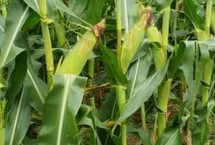 铁391玉米栽培技术要点，中抗茎腐病