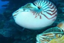 海螺如何生长出来，是头足纲软体动物不是海螺