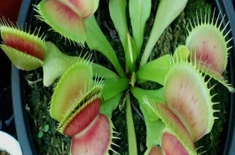 捕蝇草不吃虫子会不会死，种子萌发进入生长期会开花长叶、叶片成熟后会逐渐枯黄掉落