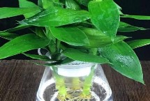 观音竹怎么施肥，换水不能换的太勤