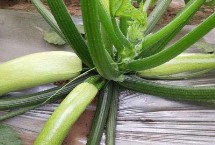 西葫芦开花后几天成熟，通常在3月中旬定植