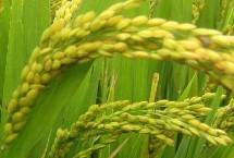 两优1190水稻栽培技术要点，全生育期为134.7天