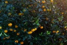 优质冰糖橙有什么特点，黔阳冰糖橙口感极佳