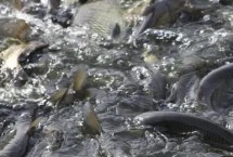 养草鱼和什么鱼混养，避免喂食发霉变质饲料