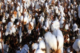 宛268棉花栽培技术要点，转抗虫基因常规春棉品种