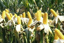 双惠87玉米栽培技术要点，苗期注意防治地下害虫