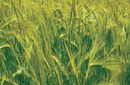 青稞种子怎么挑选，穗部、果实和产地均不同