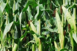 彩糯10玉米栽培技术要点，根据土壤肥力和苗势情况