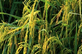 荃优822水稻栽培技术要点，每亩1.2～1.5万穴