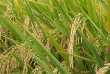 中嘉8号水稻栽培技术要点，全生育期158.7天