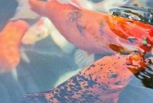 金鱼吃撑了应急处理，最简单的方法就是投喂大量的食物