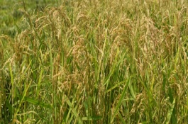 水稻种植过程的顺序是，1年最多可以种3季