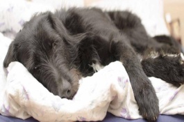 狗发烧怎么物理降温，会出现精神沉郁、食欲下降、体温上升等现象