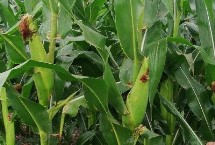 甘农211玉米栽培技术要点，种植密度每亩5000株