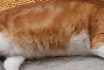 怎么防止猫咪肥胖，首先需要科学合理喂食