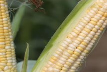 玉糯7号玉米栽培技术要点，该品种总得分86.1