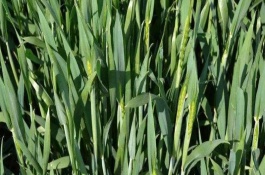 运黑14207小麦栽培技术要点，确保播种质量