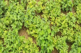 花生苗期打什么药，可能是养分不足或水分不足等导致