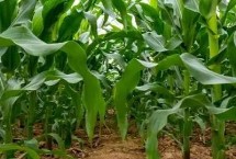 玉研508玉米栽培技术要点，4月中下旬播种