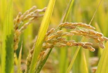 兰香优御丝水稻栽培技术要点，全生育期早稻122.5天